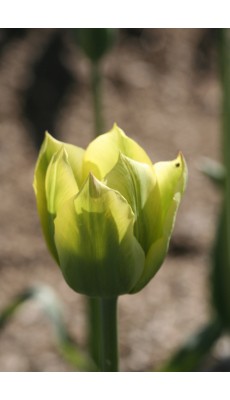 VIRILEMON